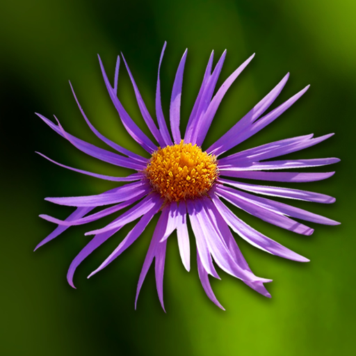 Wild-flowers app icon