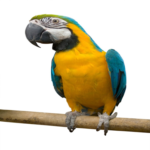Talking Parrot app icon
