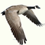 Waterfowl Call icon
