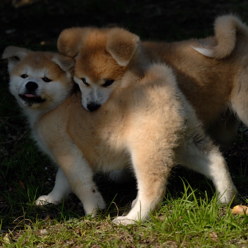 Moment - Time of dogs. app icon