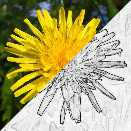 Sketch Camera! app icon