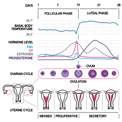 Basal Body Temp Calculator HD app icon