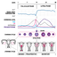 Basal Body Temp Calculator HD icon