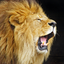 Animal Sounds and Noises icon