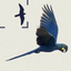 Birds of Brazil icon