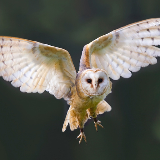 Owl Pellet Activities HD app icon