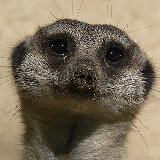 Animals Spot the Difference app icon