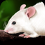 Rat Dissection icon