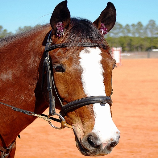 Horses Spot the Difference app icon