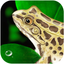 Frog Dissection icon