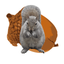 Cracked Nut icon