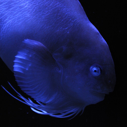 Fish in Aquamarine-FUKUSHIMA app icon