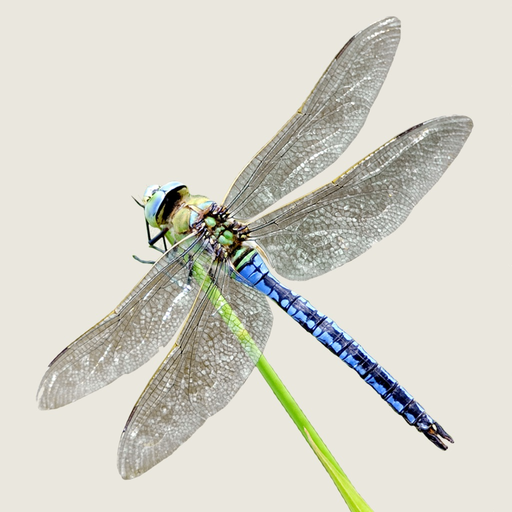 Dragonflies & Damselflies app icon