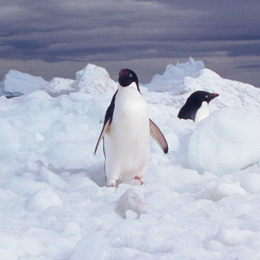 Mission Antarctica app icon