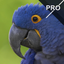 Sharpen Me Pro icon