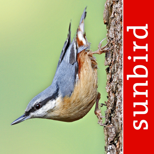 Bird Id - British Isles birds app icon
