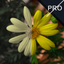 Vivid Me icon