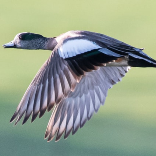 My Duck Log app icon