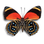DNA Barcoding Assistant icon