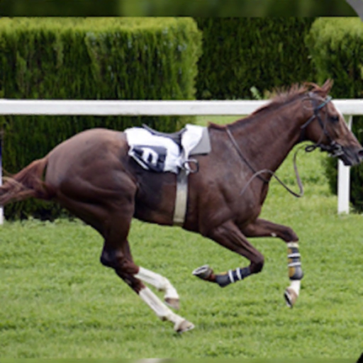 Derby Quest: Horse Manager app icon