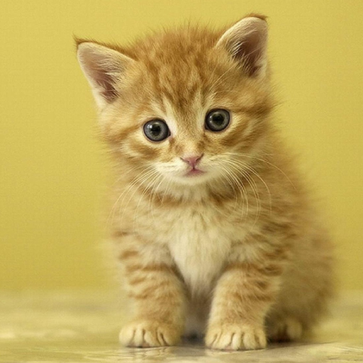 Cute Animals - Aww! app icon