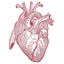 Lovify icon