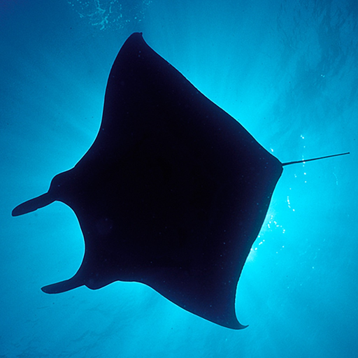 Silhouettes Underwater app icon