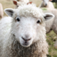Farm Animal Sounds & Noises icon