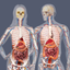 Build a Body: Biology Systems icon