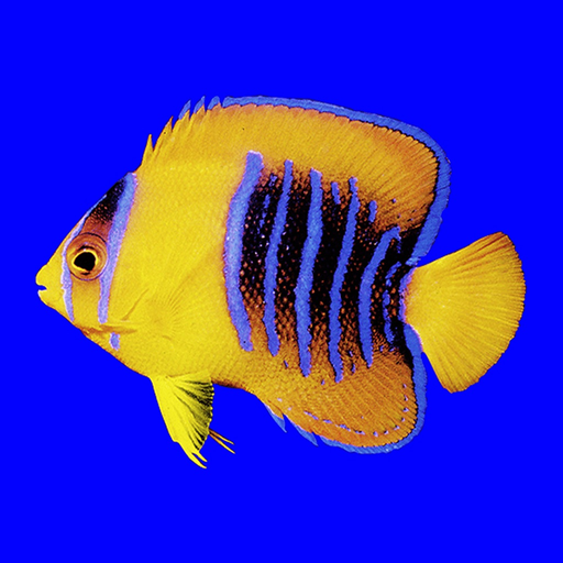 Fishes: East Pacific app icon