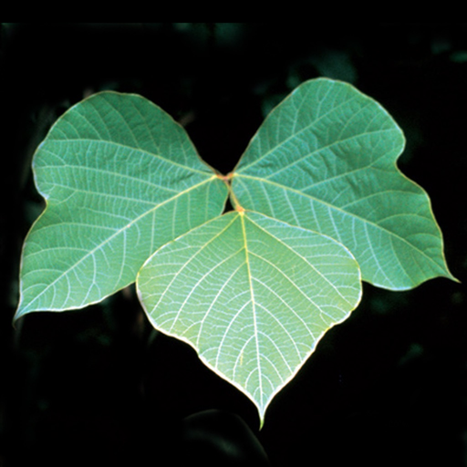 Invasives in Southern Forests app icon
