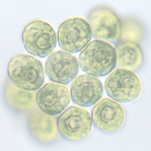 Protozoan Identification Free app icon