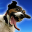 Prank My Pet icon