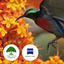Birds of Singapore icon