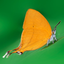 Butterflies of Singapore (NSS) icon