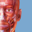 Muscle Premium icon