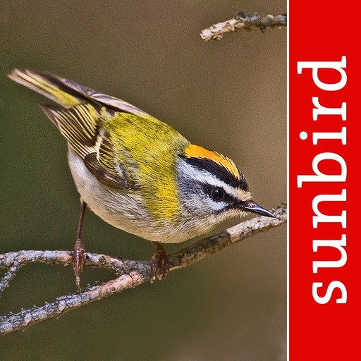 Vogel Id Schweiz app icon