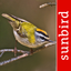 Vogel Id Schweiz icon