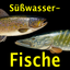 Europäische Süßwasserfische icon
