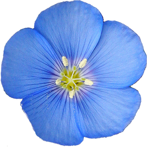 Colorado Rocky Mtn Wildflowers app icon