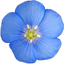 Colorado Rocky Mtn Wildflowers icon