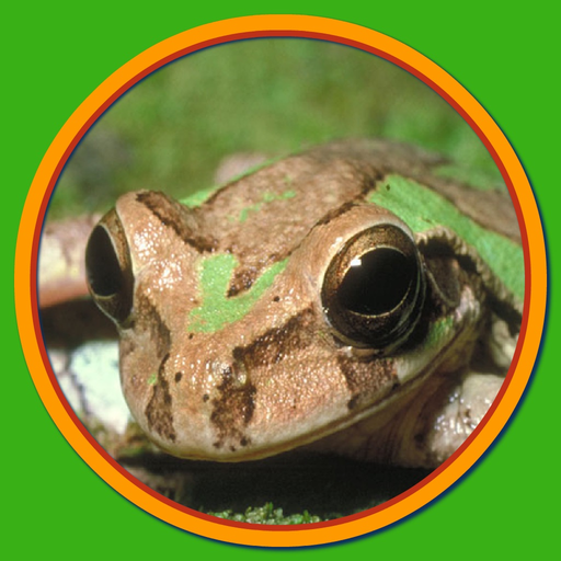 Look! Listen! Learn Language! app icon