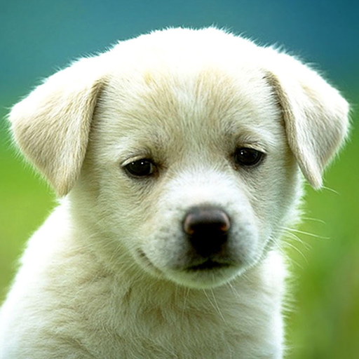 Dog Breeds HD Wallpapers app icon
