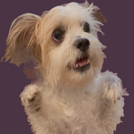 C-WAGS Rally app icon