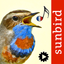 Chants d’oiseaux automatique icon