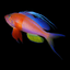 Fishes: Greater Caribbean icon