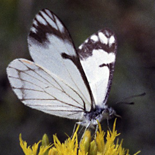 Forest Insect Pests app icon