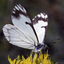 Forest Insect Pests icon