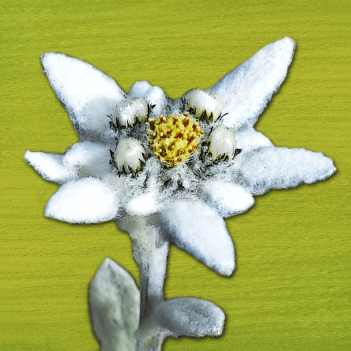 AlpineFlower Finder – Europe app icon