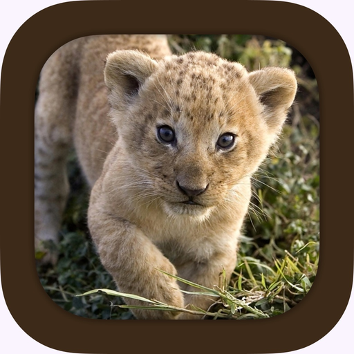 Animal Sounds.! app icon